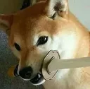 SamariDoge Discord Emoji