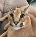 floppa_stare