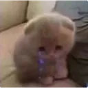 Sad Kitty sad_kitty Discord Emoji