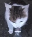 watercat