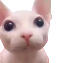bingus