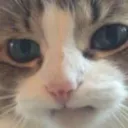 Catangry catangry Discord Emoji