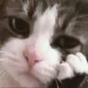 coolstorycat coolstorycat