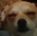 CH_highasf Discord emoji