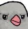 pigeondoubt