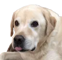 dogmlem dogmlem