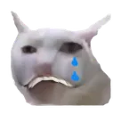 catcrying