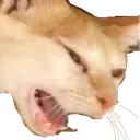 barfCat