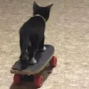 catdespy