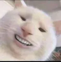 trollcat