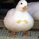 Nb_prettyPlease Discord emoji