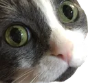 BobbyEyes