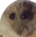 Hambter
