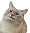 CatSmirk