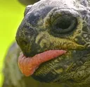 tortongue