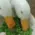 peas