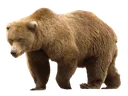 pbear