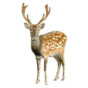 edeer