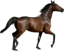 ehorse
