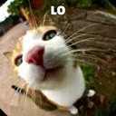 lo lo