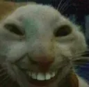 UglyCat