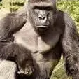 monkee