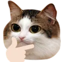 think_cat
