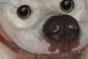 happydoggo