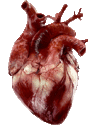 heartreal
