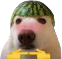 Pwease
