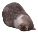 AFcatdead AFcatdead