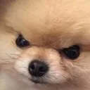 angyDog