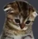 sadcat Discord Emoji
