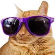 coolcat