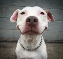 happydawg