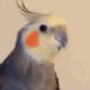 sppedblox