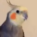 sppedblox sppedblox