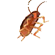 roach