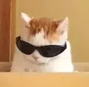 AP_Cool_Kat