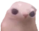 Gus