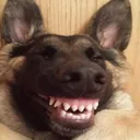 gshepGrin