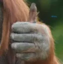 monkeyTHUMBSUP monkeyTHUMBSUP