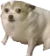 dogstare