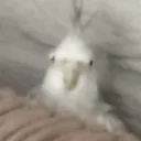 mangostare mangostare