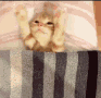 michi_mimiendo Discord emoji