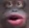 pOg