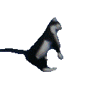 petcatdance