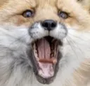 foxyell