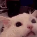 CatHyperREEE