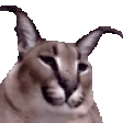 floppavibe